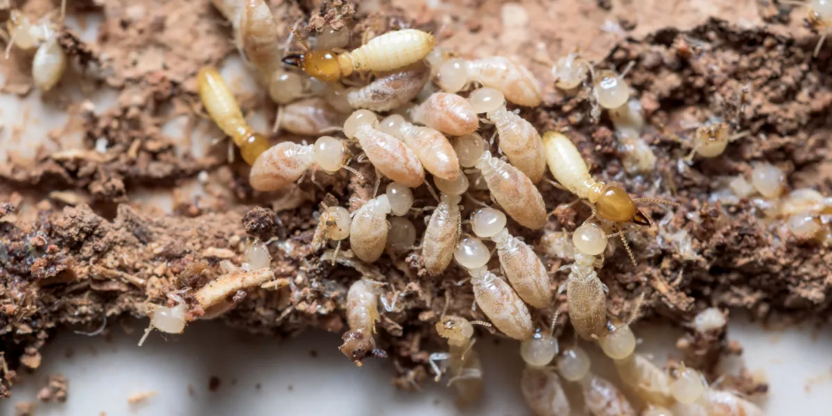When to Book a Termite Inspection Perth for Complete Property Protection